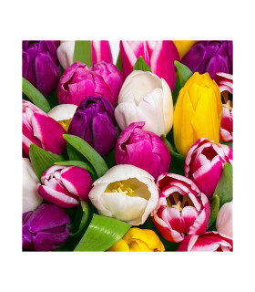 Servilletas 33 x 33 cm Tulips in Colour