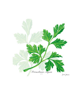 Servilletas 33 x 33 cm Parsley