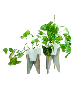 Combo Pie H 45 y 35 cm con Maceta N20 Rectangular