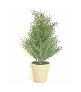 Pino Verde en Maceta 50 cm Alparamis