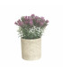 Lavanda en Maceta 22 cm Alparamis