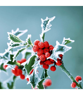 Servilletas 33 x 33 cm Frosty Holly