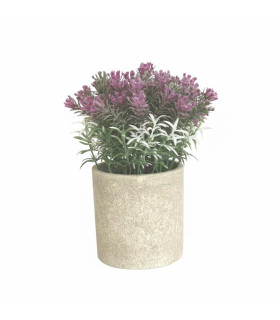 Lavanda en Maceta 22 cm Alparamis