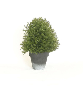 Topiario en Maceta 22 cm Alparamis
