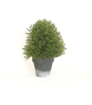 Topiario en Maceta 22 cm Alparamis