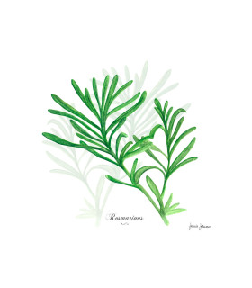 Servilletas 33x33 Rosemary