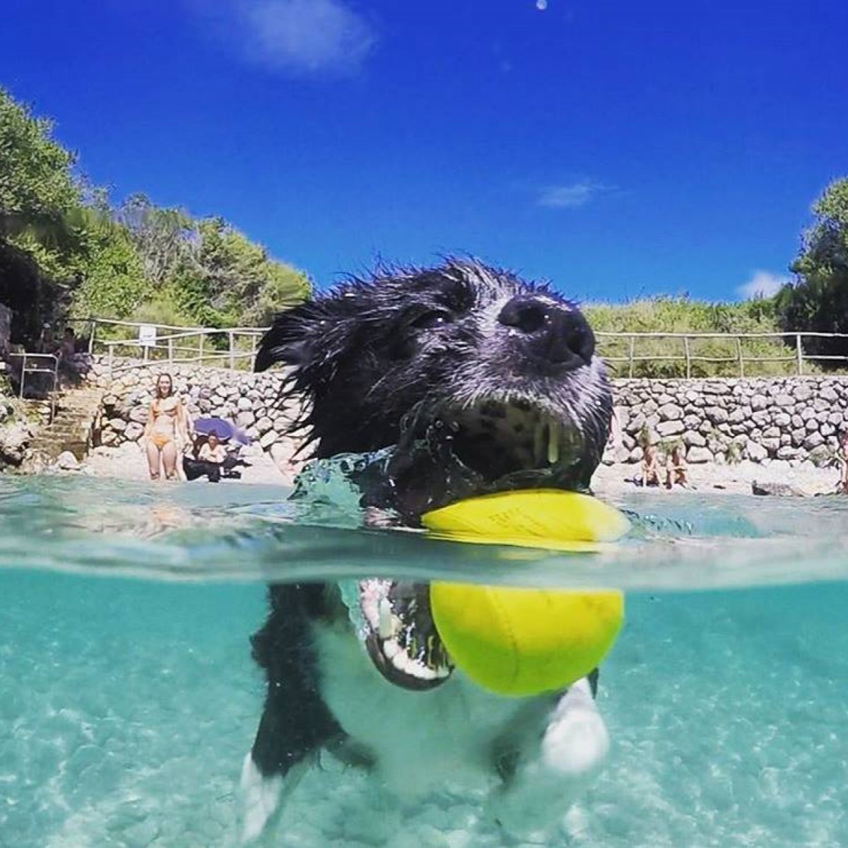 Pelota para Perros Fetch Waboba