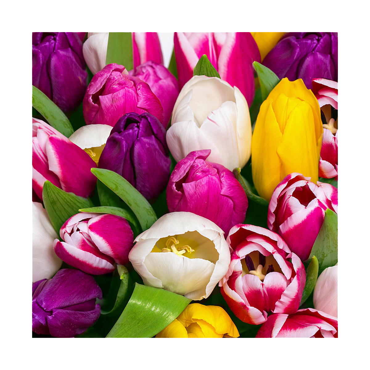 Servilletas 33 x 33 cm Tulips in Colour