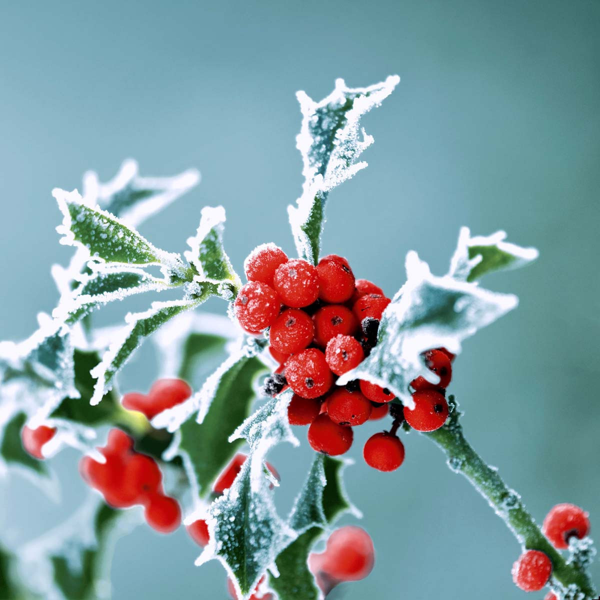 Servilletas 33 x 33 cm Frosty Holly